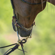 Walnut Horse View