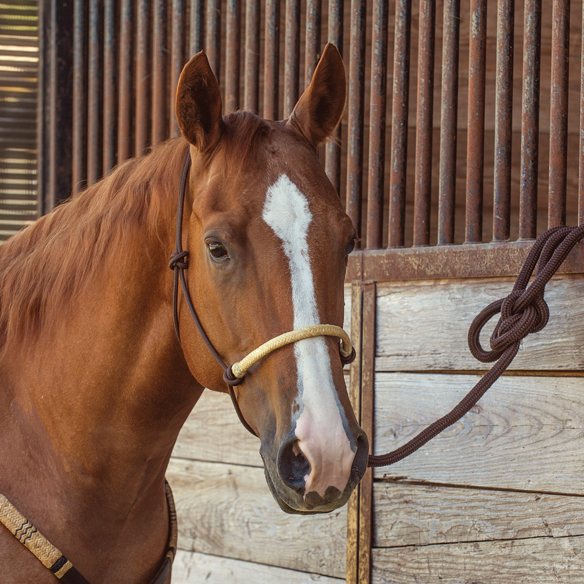 Braided Rawhide Roper Halter w/ Lead by Classic Equine