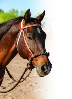 LOPING HACKAMORE by Professionals Choice