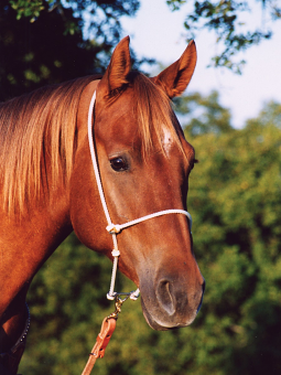 Headset Tiedown by Martin Saddlery